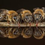 pro-ingo-arndt-honeybees-1